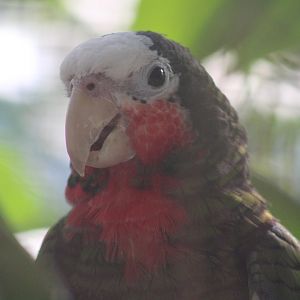 Cuban Amazon