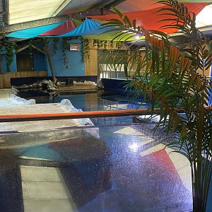 Little penguin exhibit 060125