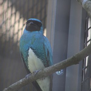 Swallow Tanager