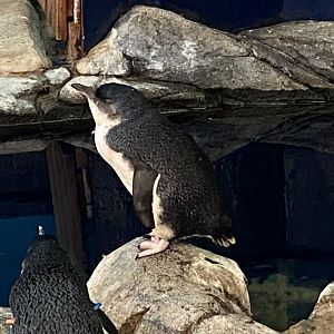 Little penguin 060125
