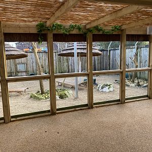 Little penguin exhibit 060125