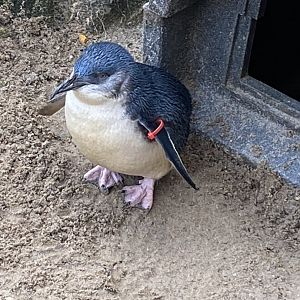 Little penguin 060125