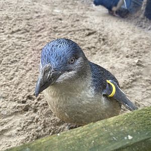 Little penguin 060125