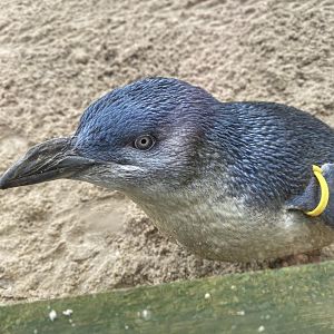 Little penguin 060125