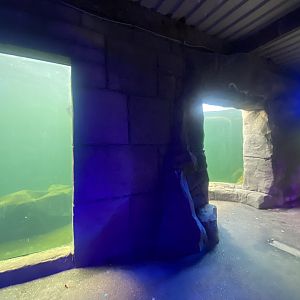 East Atlantic harbour seal exhibit 060125