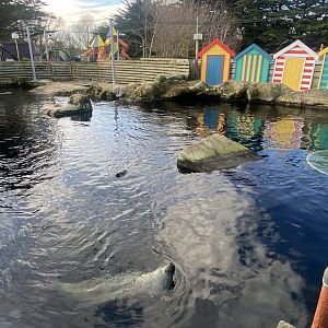 East Atlantic harbour seal exhibit 060125