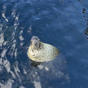 East Atlantic harbour seal 060125
