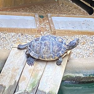 Turtle species 060125