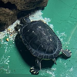 Turtle species 060125