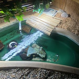 Turtle exhibit 060125