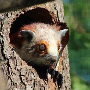 Red and white giant flying squirrel (Petaurista alborufus)