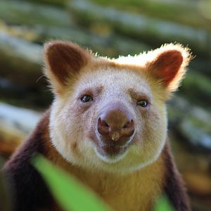 Goodfellow's tree kangaroo (Dendrolagus goodfellowi)