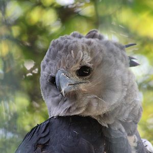 Harpy eagle (Harpia harpyja)