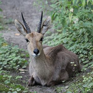 Mountain reedbuck (Redunca fulvorufula)