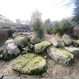 Humboldt penguin exhibit 060125