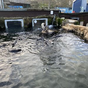 Humboldt penguin exhibit 060125
