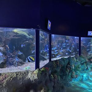 Mixed species tank 060125