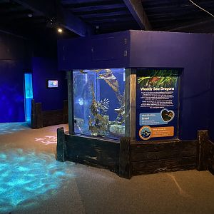 Weedy sea dragon exhibit 060125