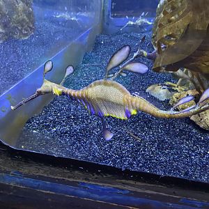 Weedy sea dragon 060125