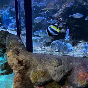 Mixed species tank 060125