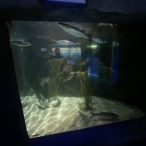Harbourside tank 060125