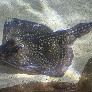 Thornback ray 060125