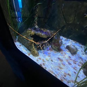 Crawfish exhibit 060125