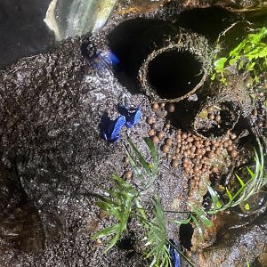 Blue poison dart frog exhibit 060125