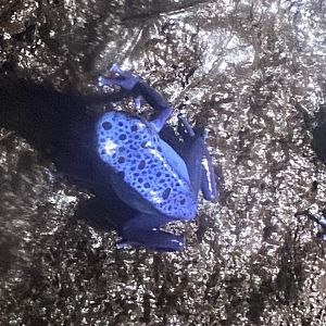 Blue poison dart frog 060125