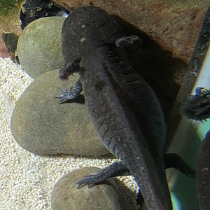 Axolotl 060125