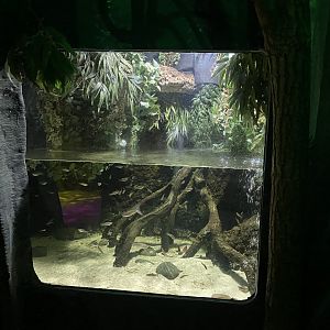 Four-eyed fish exhibit 060125