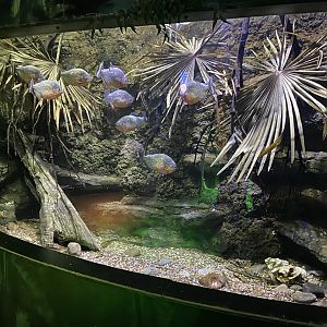 Piranha tank 060125