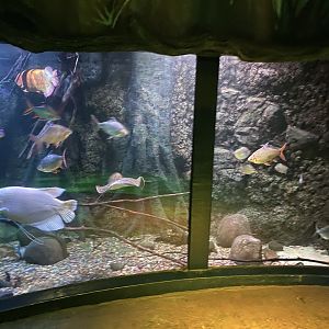 Mixed species tank - Rainforest 060125