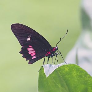 Pink-checked cattleheart (Parides eurimedes), 2023-07-22