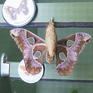 Freshly emerged Lebeau's silk moth (Rothschildia lebeau), 2023-07-22