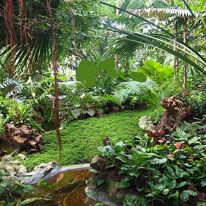 View in Winter garden/Seasonal butterfly house, 2023-07-22