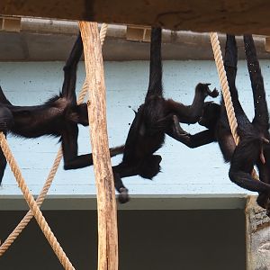 Colombian black spider monkeys (Ateles fusciceps rufiventris), 2023-07-22