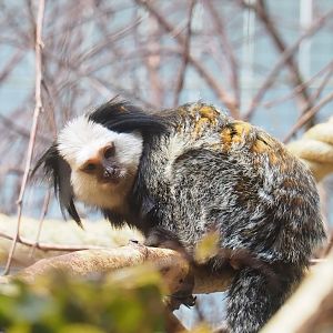 Geoffroy's marmoset (Callithrix geoffroyi), 2023-07-22