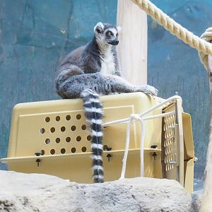Zoo Antwerpen's last Ring-tailed lemur (Lemur catta) Dairana, 2023-07-22
