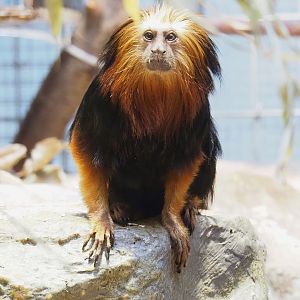 Golden-headed lion tamarin (Leontopithecus chrysomelas), 2023-07-22