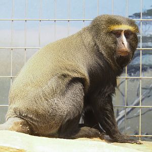 Hamlyn's monkey (Cercopithecus hamlyni), 2023-07-22