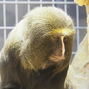Hamlyn's monkey (Cercopithecus hamlyni), 2023-07-22