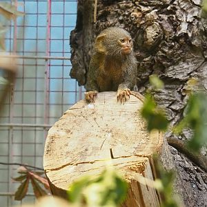 Pygmy marmoset (Cebuella pygmaea), 2023-07-22