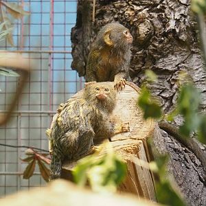 Pygmy marmosets (Cebuella pygmaea), 2023-07-22