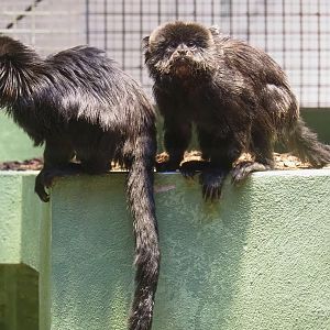 Goeldi's marmosets (Callimico goeldii), 2023-07-22