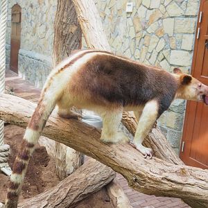 Goodfellow's tree kangaroo (Dendrolagus goodfellowi buergersi), 2023-07-22
