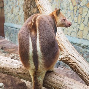 Goodfellow's tree kangaroo (Dendrolagus goodfellowi buergersi), 2023-07-22