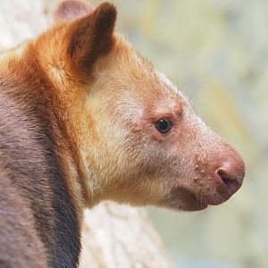 Goodfellow's tree kangaroo (Dendrolagus goodfellowi buergersi), 2023-07-22