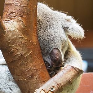 Koala (Phascolarctos cinereus), 2023-07-22
