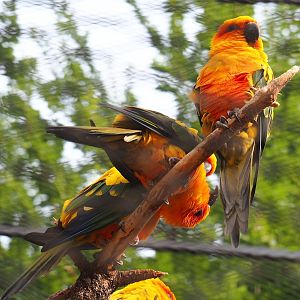 Sun conures (Aratinga solstitialis), 2023-07-22